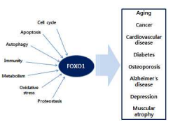FOXO1의 기능과 관련 질환