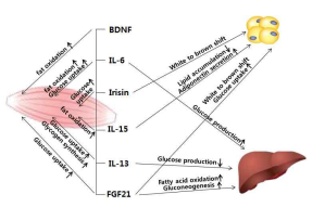 Myokine의 종류와 간과 지방조직에서의 기능