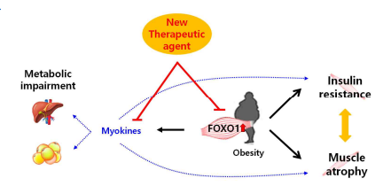 FOXO1의 근위축과 대사 이상 조절