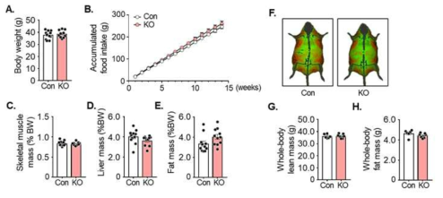 Dox-mFOXO1 KO 생쥐의 몸무게, 식이 섭취량, 조직 무게