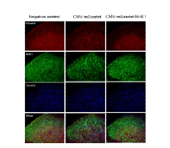 NHE1 over-expression vector의 in vivo 검증