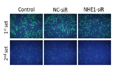 Fura-2 calcium imaging
