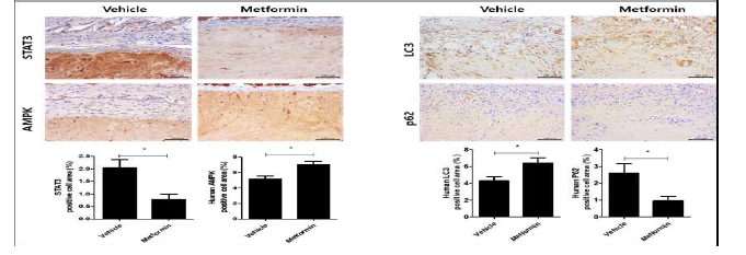 Metformin 투여에 의한 이식된 켈로이드 환자 조직내 AMPK 및 자식작용 인자 활성