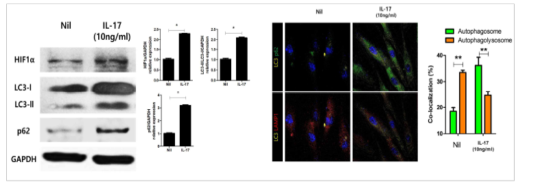 IL-17에 의한 정상 섬유 모세포 내 HIF-1α 발현 유도와 병적 자식작용 증가