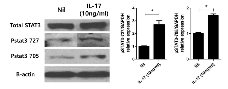 IL-17 조건하에서 정상 섬유 모세포 내 STAT3 활성 증가