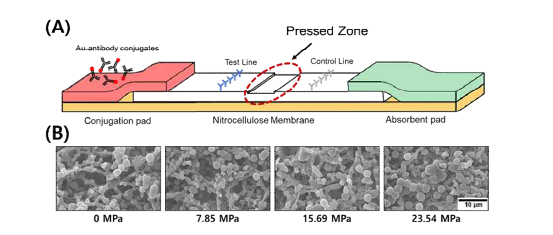 (A) 유량 제어를 위해 일부 압착된 LFA스트립. (B) 서로 다른 압력으로 압착되 어 공극 크기가 달라진 NC membrane의 SEM사진.