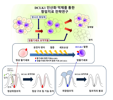 DCLK1 인산화 활성 억제 약물의 항암치료 전략