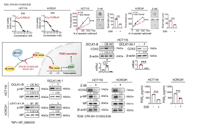 DCLK1 매개 암줄기세포 조절 신호 억제 효과 검증