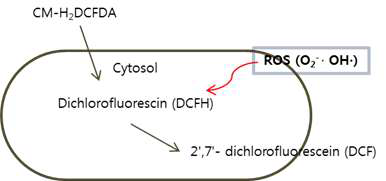 Quantitatively assess ROS to the pathogen cells.