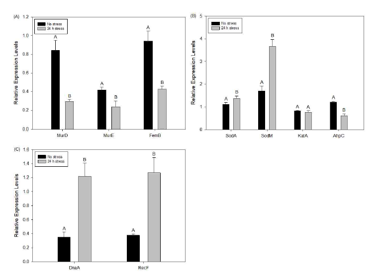 Expression levels of peptidoglycan synthesis related genes (A), ROS generation related genes and antioxidation related genes (B), and DNA replication and repair related genes (C) in S. aureus ATCC 25923 cells grown under osmotic stress and no-stress conditions, determined by qRT-PCR. Error bar is standard deviation from three replicates. Bars labeled with different capital letter in the same treatment dose represent significant differences (P < 0.05).