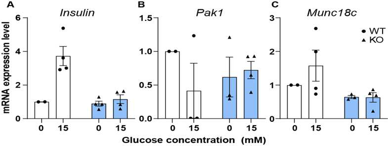 insulin secretion에 관여하는 단백질들의 mRNA 발현 변화. WT 마우스와 Sirt6 KO 마우스의 pancreatic islet을 분리하여 비교하였고 0mM과 15mM glucose 농도를 1시간 처리 후 real-time RT PCR로 측정한 mRNA의 변화이다. WT의 경우 Insulin mRNA의 양이 1시간 동안 증가하는 걸 확인 할 수 있었지만 Pak1과 Munc18c의 경우 WT과 KO 모두 glucose 농도 에 의한 큰 차이는 없었다.