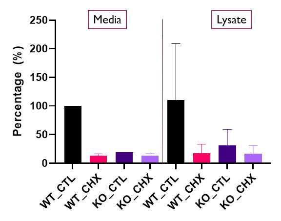 Translation inhibitor (cycloheximide)를 처리한 뒤 glucose 자극에 의한 insulin secretion을 wild type과 knockout 마우스 비교실험. cycloheximide와 H3-glycine을 미리 처리한 뒤, 16.7mM의 glucose 자극과 함께 cycloheximide를 준 경우, media에 분비된 인슐린 중 wild type에서 insulin 생합성이 저해되는 것을 확인할 수 있었고, knockout 마우스의 경우 wild type과 비교하여 기본적으로 insulin 생합성이 일어나지 않는 것을 다시 한번 확인할 수 있 었다.