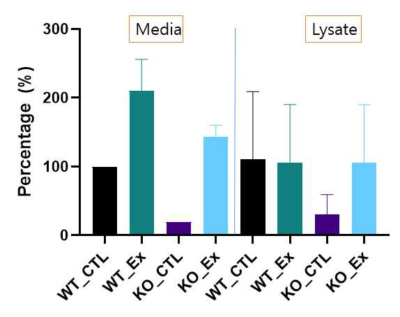 Exenatide (GLP-1 analog)를 처리한 뒤 glucose 자극에 의한 insulin secretion을 wild type과 knockout 마우스 비교실험. 동위원소에 미리 incubation 한 wild type과 knockout islet에 16.7mM의 glucose 자극을 1시간 동안 준 뒤 media와 cell lysate를 얻는다. WT islet에서 glucose 자극으로 증가 된 insulin 생합성량을 100%라 보았을 때 exenatide를 주면 2배 정도 더 증가가 되는 것을 확인할 수 있었고, glucose 자극에도 insulin 생합성이 증 가 되지 않았던 KO 마우스도 exenatide에 의해 insulin 생합성이 증가가 되는 것을 확인할 수 있었다.