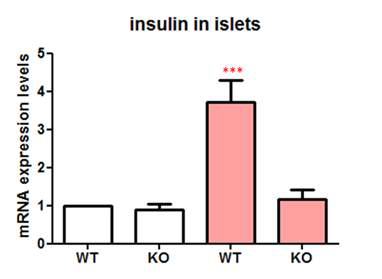 마우스 췌장에서 분리한 islet 에 포도당 자극을 주고 1 시간 뒤 인슐린 mRNA 발현량 비교. 2.5mM glucose 와 16.7mM glucose KRBH 에서 islet 을 incubation 한 뒤 mRNA 를 분리하여 발현량을 비교하였다. wild type 의 경우 16.7mM 의 glucose 자극 때문에 mRNAexpression 이 증가하였지만, knockout 의 경우 glucose 자극에 의해서도 insulin mRNA 발현량이 증가하지 않았다. white bar; 2.5mM glucose. pink bar; 16.7mM glucose.