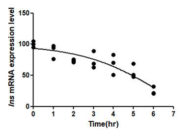 마우스 췌장에서 분리한 islet에 포도당 자극과 함께 Actinomycin D를 처리하고 시간대 별 mRNA 양의 변화 확인. Islet에 포도당 자극을 준 후, 인슐린 mRNA의 안정성(stability) 동태 를 real-time PCR로 측정하였다 (chase experiment). 인슐린 mRNA의 양이 점점 감소해서 5 시간째에 50% 정도로 떨어지는 것을 확인할 수 있었다.