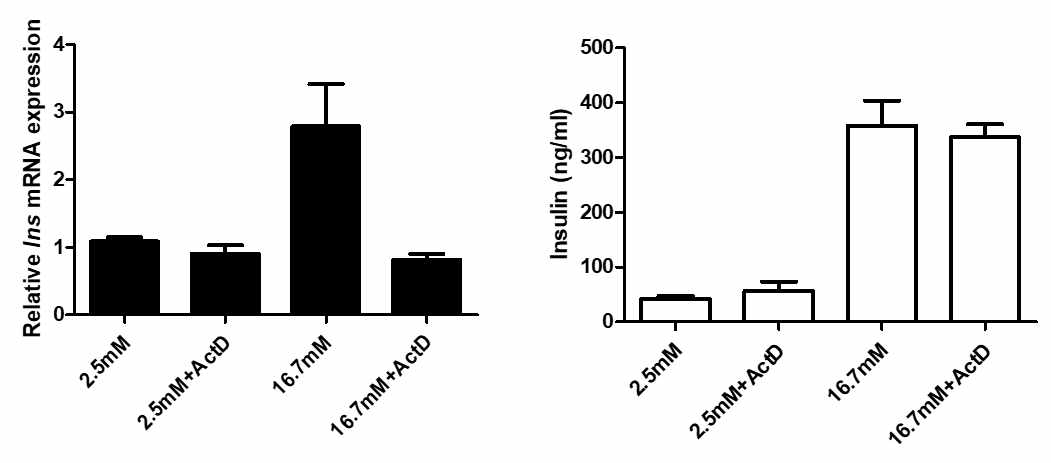 Actimomycin D에 의한 insulin mRNA 발현 억제 후 시행한 glucose stimulated inslin secretion. 2.5mM glucose와 16.7mM의 glucose에 incubation 한 islet에 actinomycin D를 함께 주었을 때 glucose에 의해 증가된 insulin 발현량이 actinomycin D에 의해 감소하는 것을 확인할 수 있었다. 그렇지만 insulin secretion은 전혀 감소하지 않았다.