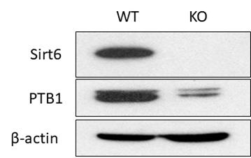 Sirt6가 결핍된 마우스에서 islet을 분리하여 PTB1의 양을 western blot으로 확인. Sir6 WT과 KO 마우스에서 각각 islet을 분리한 뒤 Sirt6의 발현과 PTB1의 발현을 확인한 결과 Sirt6 KO 마우스에서 PTB1의 발현량이 줄어있는 것을 확인할 수 있었다. Sirt6와 PTB1의 상관관계를 확인하기 위해 CRISPR/Cas9을 이용하여 PTB1 KO 마우스 제작하였다.