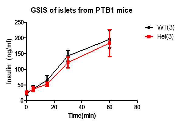 PTB1 heterozygote knockout 마우스를 이용한 glucose stimulated insulin secretion. CRISPR/CAS9 방법을 이용하여 PTB1 knockout mice를 만들었다. Homozygote knockout의 경우는 embryonic lethal로 태어나지 않았고 heterozygote knockout을 이용하여 glucose stimulated insulin secretion을 진행한 결과 Wild type과 차이가 나지 않았다.