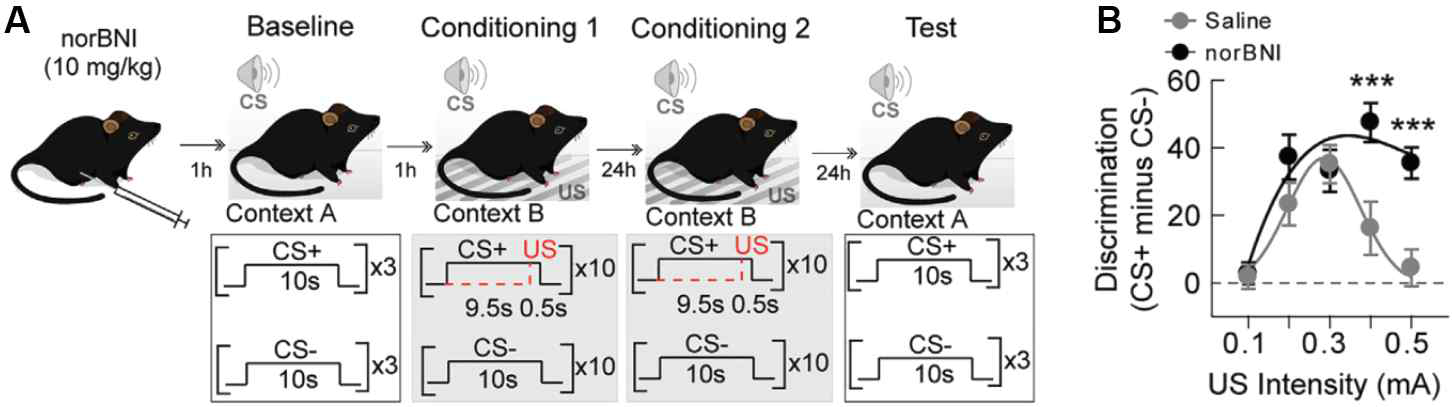 KOR의 길항제인 norBNI 주입이 공포행동의 일반화에 미치는 영향 (A) norBNI을 주입하고 2일간의 공포조건화를 실 시하는 절차를 보여준다. 5개의 US강도(0.1-0.5mA)를 사용하여 공포조건화를 실시하였다. (B) CS+와 CS-에 대한 공포반 응의 차이를 보여준다. 0.4와 0.5mA 강도를 사용하여 공포조건화를 하였을 때, 통제집단은 두 CS에 일반화된 공포반응을 보 였으나, norBNI집단은 CS+에만 높은 공포반응을 보이는 변별화된 공포기억을 형성하였다.