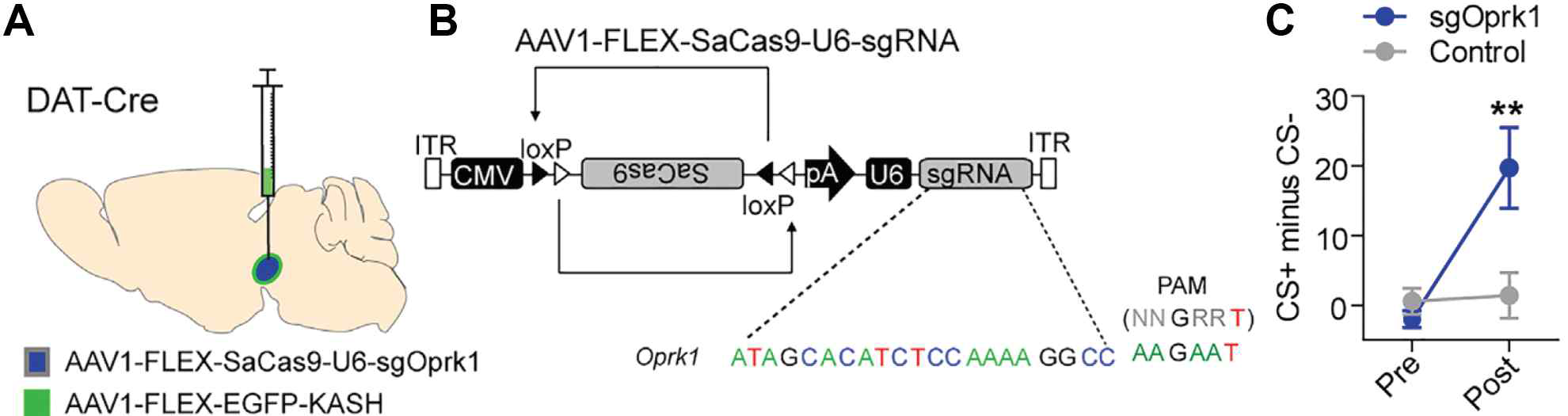 도파민 뉴런들에서 KOR를 제거하였을 때 일반화된 공포반응의 감소 (A-B) CRISPR-Cas9 원리를 이용하여 Oprk1 유전자를 도파민 뉴런들에서 선택적으로 제거하였다. (B) 0.5mA US강도를 이용하여 공포조건화를 진행하였을 때, 통제집단 은 CS+와 CS-를 구별하지 못하고 일반화된 공포반응을 보였다. 그러나 KOR을 발현하지 못하는 집단은 변별력있는 공포반 응을 보였다.