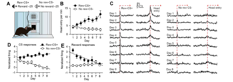 8일간의 강화훈련을 진행하는 동안 도파민 뉴런들이 reward-CS+에 보인 반응 변화 (A) 도파민 뉴런들을 기록하면 서 파블로프 강화훈련을 실시하였다. Reward-CS+(rew-CS+)와 먹이 보상물을 짝지어 제시하는 연합훈련을 매일 25번씩 8 일간 진행하였다. Reward-CS-(rew-CS-)는 보상물과 연합하지 않았다. (B) Reward-CS+이 제시되었을 때 동물들은 보 상물을 획득할 수 있는 곳에 머리를 넣는 행동의 빈도를 점차 많이 보였다. 이는 동물들이 reward-CS+와 보상물간의 연합 학습을 잘 배웠고, reward-CS+가 보상물을 예측하는 특성을 획득했음을 의미한다. (C-E) 강화훈련 동안 도파민 뉴런들의 전기생리학적 활동성 측정하였다. 강화학습이 진행될수록 도파민 뉴런들은 보상물에 대한 반응성을 줄였고(E), 반면 reward-CS+에 대한 반응성을 높혔다(D). 이러한 활성화 패턴은 도파민 뉴런들의 예측오류표상(prediction errors)과 일치한 다. 또한 이 실험결과는 8일간의 파블로프 강화훈련을 진행하면, 오직 reward-CS+만이 도파민 뉴런들을 일시적으로 활성화시킬 수 있는 특성을 획득한다는 것을 보여준다. 도파민 뉴런들은 opto-tagging방법을 이용하여 유전학적으로 선별된 뉴런 들이었다.