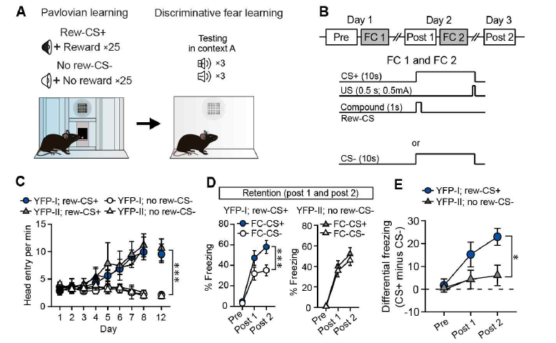 비침습적 도파민 활성화를 이용한 공포기억의 일반화 억제 (A) 8일간의 파블로프 강화학습을 실시하여, 도파민 뉴런 들이 reward-CS+에 의해 활성화되도록 학습시켰다. 이후 소리자극(CS+)과 발바닥 전기충격(US)을 연합하는 공포조건화를 실시하였다. 10초 간의 CS+를 제시할 때, 처음 1초 동안 reward-CS+를 함께 제시하여 도파민 뉴런들을 비침습적으로 활 성화시켰다. CS-는 전기충격과 연합시키지 않았다. (B) 공포조건화(fear conditioning; FC)를 2일에 걸쳐 진행하였다. 공포 조건화 앞뒤로 CS+와 CS-를 제시하는 테스트를 진행하여 동물들의 공포행동 일반화 여부를 측정하였다. (C) 파블로프 강화 학습의 결과로 동물들은 reward-CS+가 제시될 때 먹이찾는 행동을 더 많이 보였고, 이는 reward-CS+와 먹이간의 연합이 잘 형성되었음을 보여준다. (D) Reward-CS+를 이용하여 비침습적으로 도파민 뉴런들을 활성화시켰을 경우, CS+에 대해서 는 높은 공포반응을 보였고, CS-에는 낮은 공포반응을 보였다(왼쪽 YFP-I집단). 이는 분별력있는 공포기억이 형성되었음을 의미한다. Reward-CS+를 사용하지 않은 집단(오른쪽 YFP-II집단)은 CS+와 CS-를 구분하지 못하고, 두 CS 모두에 높은 동결반응을 보였다. 즉, 일반화된 공포행동이 관찰되었다. (E) 공포기억의 일반화 또는 변별력을 보여주는 행동지표(CS+에 대한 동결반응 – CS-에 대한 동결반응)에서 두 집단간의 유의미한 차이를 확인하였다.