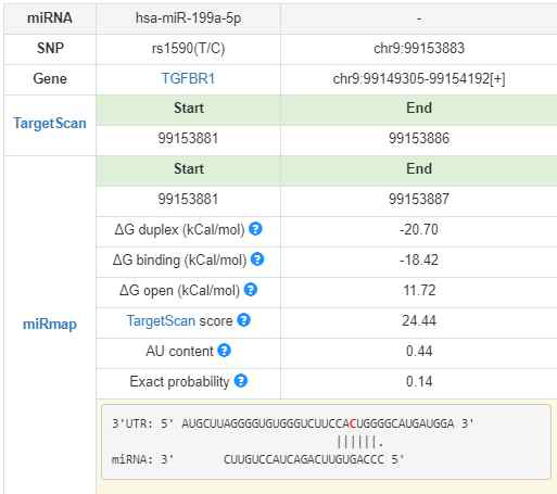 TGFBR1 rs1590에 결합하는 miR 199a