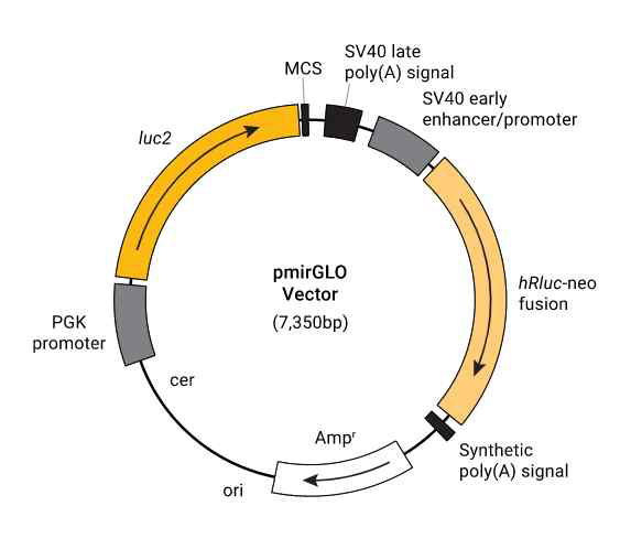 pmirGLO vector map