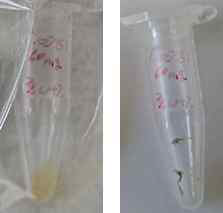 프로폴리스 -알긴산 마이크로 캡슐의 E.O 가스 멸균 전(왼)과 후 (오).