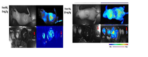 Tumor imaging of mouse tumor xenograft model. 누드 쥐 의 등에 고형암 tumor xenograft를 생성하여 나 노광역동 치료제의 타게팅 성능을 비교한 결과