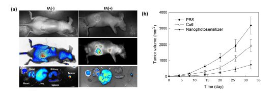 In vivo animal study using HeLa tumor xenograft mouse model. (a) Biodistribution; (b) tumor growth.
