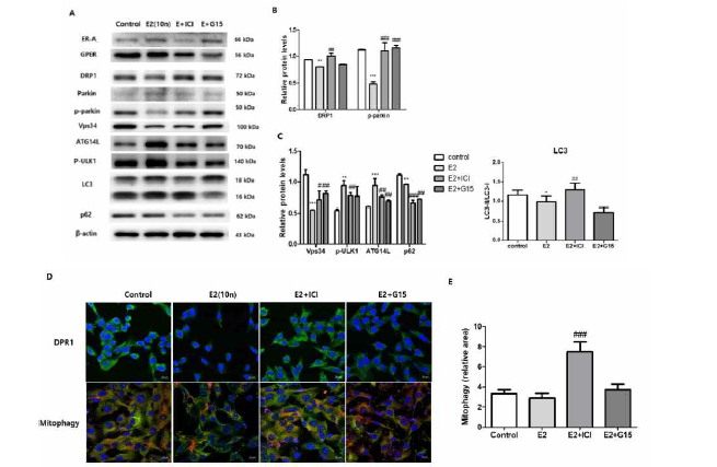에스트로겐으로 유도된 전립선 기질세포의 증식과정에서 에스트로겐 수용체 활성의 저해가 mitophagy에 미치는 영향