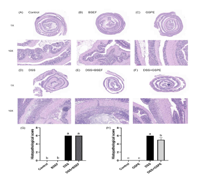 Effects of tannin supplementation on histopathological changes of C57BL/6J mice with dextran sulfate sodium (DSS)-induced colitis (n=3-4). All data represent the means and standard errors of means. BSEF, supplemented with ellagitannin fraction from black raspberry seeds by oral gavage (333 mg/kg body weight/day). GSPE, supplemented with grape seed proanthocyanidin extract (200 mg/kg body weight/day). DSS, administered with 1.5% (w/v) DSS-containing water ad libitum. Control and DSS groups were provided with normal saline by oral gavage. Different lower cases indicate significant differences among the groups (p<0.05; one-way ANOVA and Duncan’s multiple range test).