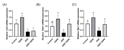 mRNA expressions of tight junction protein in the colon of C57BL/6 mice with dextran sulfate sodium (DSS)-induced colitis (n=7-8). Relative gene expressions were normalized to Actb expression. Ocln, occludin gene. Cldn1, claudin-1 gene. Tjp1, zonula occludens-1 gene. All data represent the means and standard errors of means. GSPE, supplemented with grape seed proanthocyanidin extract by oral gavage (200 mg/kg body weight/day). DSS, administered with 1.5% (w/v) DSS-containing water ad libitum. Control and DSS groups were provided with normal saline by oral gavage. Different lower cases indicate significant differences among the groups (p<0.05; one-way ANOVA and Duncan’s multiple range test).