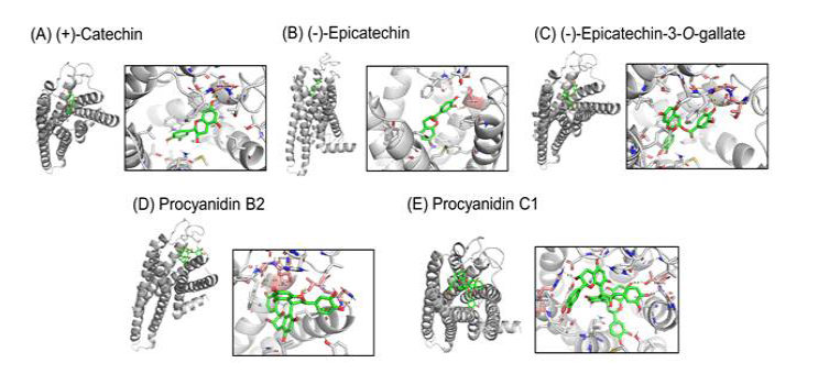 Predicted binding poses of five proanthocyanidins in grape seeds against mouse bitter taste receptor subtype 108 (mTAS2R108). mTAS2R108 and ligand are colored gray and green, respectively. Residues in rose color are the ones in mTAS2R108 predicted to interact with each proanthocyanidin. Yellow dotted lines refer to the distance between the residue and the proanthocyanidin.