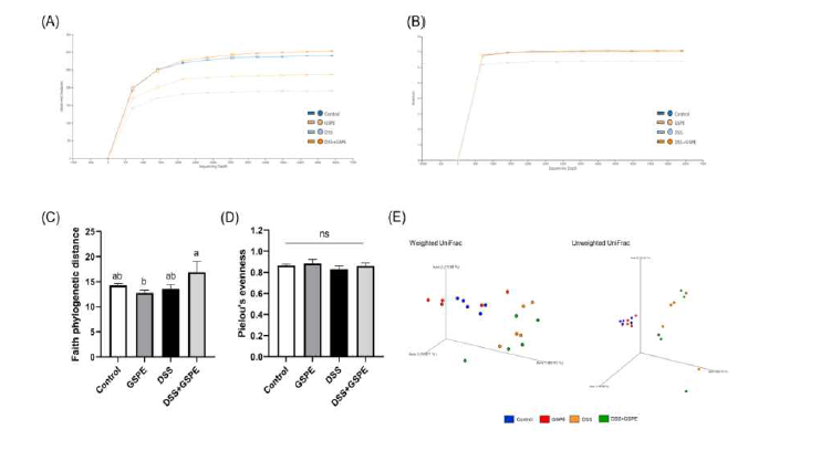 Gut microbiome analysis in C57BL/6J mice with dextran sulfate sodium (DSS)-induced colitis (n=5). All data represent the means and standard errors of means. (A) α-Rarefaction curves based on the number of observed features (ASVs, amplicon sequence variants). (B-D) Results of α-diversity analyses (Shannon index, Faith phylogenetic distance, and Pielou’s evenness). (E) Results of β-diversity analyses (weighted/unweighted UniFrac). GSPE, supplemented with grape seed proanthocyanidin extract by oral gavage (200 mg/kg body weight/day). DSS, administered with 1.5% (w/v) DSS-containing water ad libitum. Control and DSS groups were provided with normal saline by oral gavage. Different lower cases indicate significant differences among the groups (p<0.05; one-way ANOVA with Duncan’s multiple range test). ns, not significant.