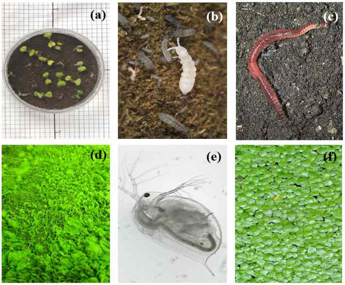 토양 및 수질 위해성 평가에 사용되는 대표적인 동 식물들. 식물 초기 생장(a), 톡토기(b), 지렁이(c), 조류(d), 물벼룩(e) 그리고 개구리밥(f).
