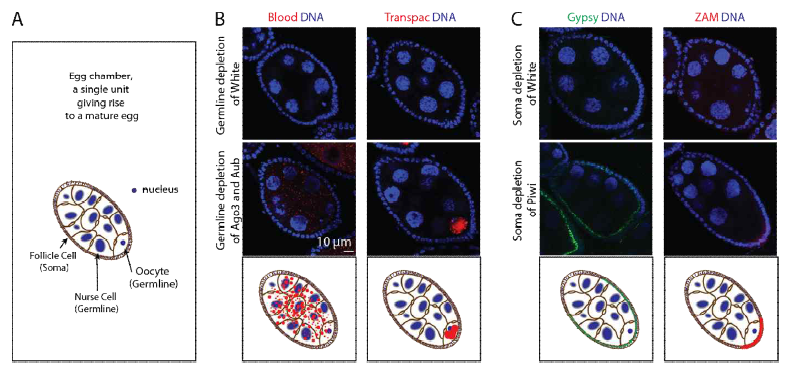 (A) 난자형성과정중 egg chamber 모식도. (B,C) 생식세포(B), 체세포 (C)에서 piRNA 생성 관련 유전자(Ago3 and Aub 또는 Piwi)를 RNAi로 knock-down 한 후 여러 종류의 트랜스포존 전사체를 RNA FISH 한 결과. 트랜스포존마다 세포 종류에 따라 다른 발현 양상이 관찰됨. 제일 아래 그림은 실험 결과를 모식화 한 것임