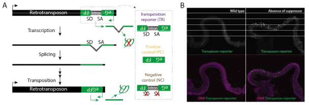 (A) 전위 현상을 시각화하는 트랜스포존 리포터(ver.1) 구조. 트랜스포존 리포터가 유전체 다른 지역으로 전위 되었을 때만, 인트론이 제거되어 GFP가 발현이 가능함. 양성·음성대조군 구조가 박스(점선) 안에 표시됨. 그림 출처: Wang et al., Cell, 2018. SD (Splicing Donor), SA (Splicing Accepter). (B) 확보된 트랜스포존 리포터의 작동 예시: 어떤 유전인자가 제거된 후 초파리 소화기관 내 다수의 세포에서 리포터(GFP) 발현이 관찰됨(미발표 선행연구)