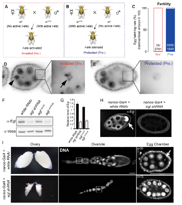 I-element 활성화 유도조건 및 egl 유전자 발현억제로 인한 난소형성억제. (A-C) 자손 1세대에서 I-element 트랜스포존 활성이 결정됨. (D, E) 대조군(Pro)의 둥근 핵 DNA 형태에 비해 실험군(Inv)은 불규칙한 핵 DNA 형태(화살표)를 보임. (F, G) egl 유전자 발현량 비교. (H) egl RNAi효율 측정 (I) egl RNAi로 인한 난자 미형성 표현형질