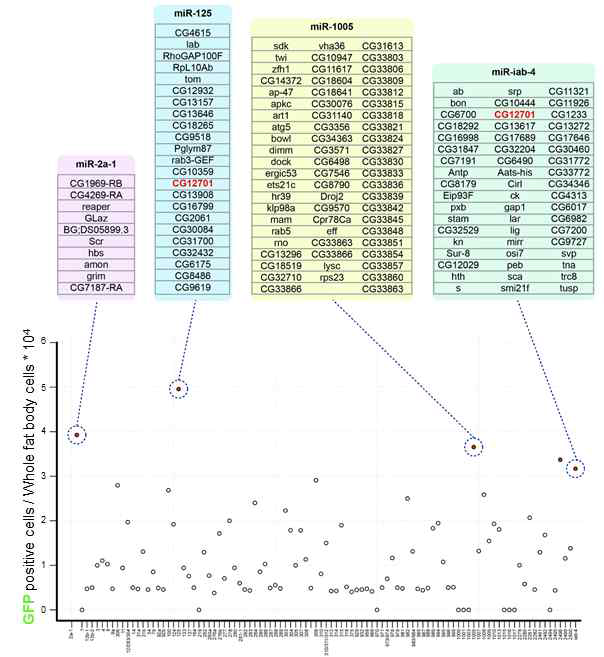 초파리 fat body에서 131개의 miRNA line(X 축)을 이용한 gypsy 이동성유전인자 리포터 스크리닝 결과 요약. 전위현상에 관련될 것으로 예상되는 유전자 리스트를 테이블로 표시함