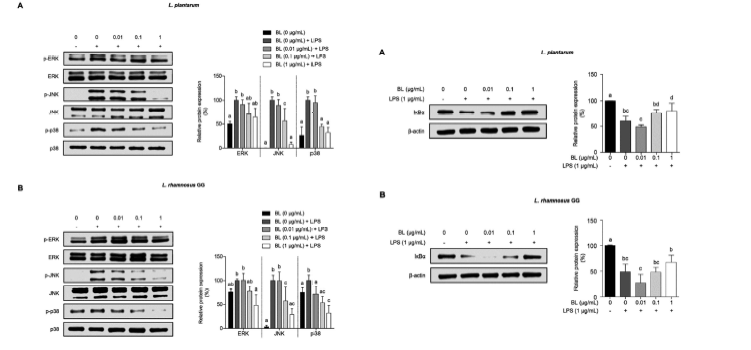 세포질 단백질에 의한 MAPK 인산화 및 NF-κB 활성 억제