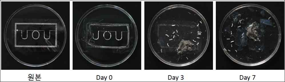 키틴 필름위에 제작한 광유전학 소자의 생분해 실험