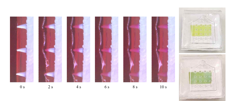 Agarose gel로부터 마이크로 니들의 물 흡수 및 니들 후면의 glucose sensitive strip 색상 변화