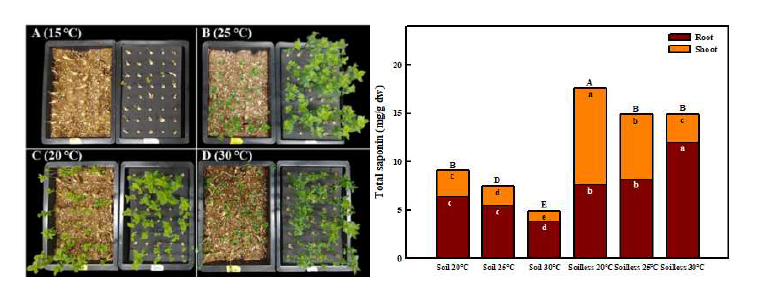 saponin of shoot and root sprout balloon flower grown under soil culture and soilless culture with different temperatures at 17 days of transplanting (n = 10).