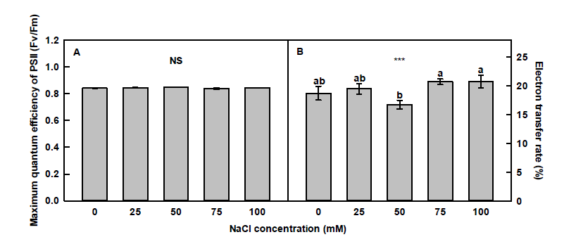 The maximum quantum efficiency of PSII (Fv/Fm) of Limonium tetragonum under different NaCl concentrations (n=4). Statistical analysis was performed with Duncan’s multiple range test. NS indicates nonsignificant.