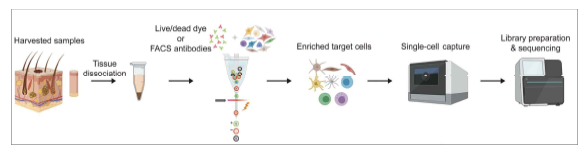 10x Genomics Pipeline을 이용한 조 직유래 세포의 단일세 포 capture 및 scRNA-seq (Kim D et al. J Dermatol Sci. 2020)
