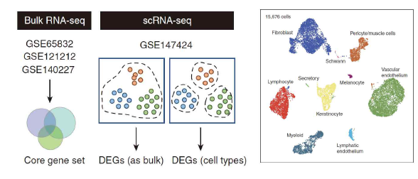 아토피피부 염 단일세포 및 전 조직 RNA-seq data 를 재분석한 아토피피부염 병변 및 비병변의 DEGs 분 석 비 교 연 구 (Chung KB, et al. J Invest Dermatol 2022)