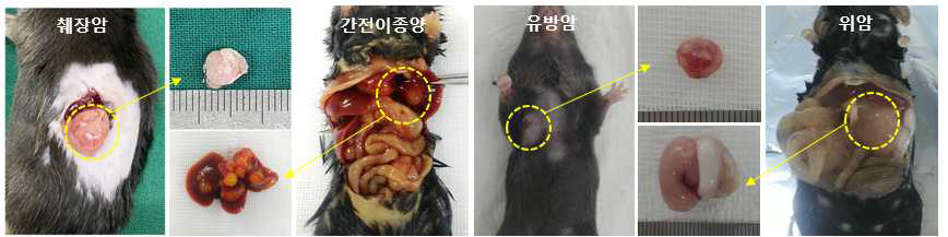 본 연구팀이 구축한 여러 가지 고형암종에 대한 마우스 orthotopic 종양 모델