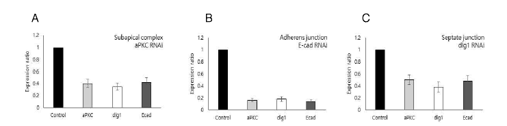 Subapical complex (A), adherens junction (B), septate junction (C) 관련 유전자 RNAi 초파리를 대상으로 관련 유전자 전사체 발현 양상 확인